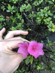Rhododendron indicum
