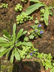 Ajuga pygmaea