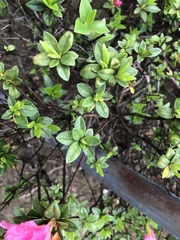 Rhododendron indicum