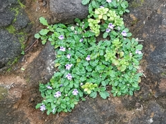 Ajuga pygmaea