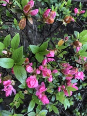 Rhododendron indicum