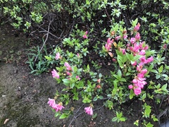 Rhododendron indicum