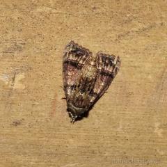 Chlumetia