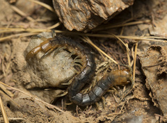 Scolopendra canidens