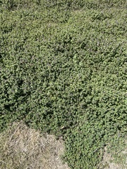 Lamium amplexicaule