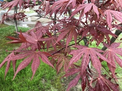 Acer palmatum