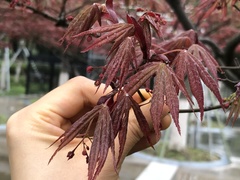 Acer palmatum
