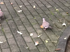 Streptopelia chinensis