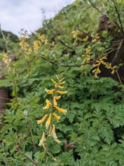 Corydalis formosana