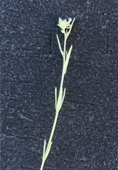 Linaria micrantha