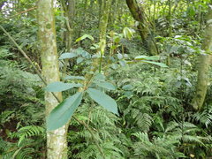 Meliosma rhoifolia