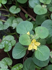 Lysimachia japonica