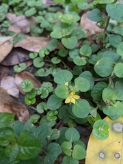 Lysimachia japonica