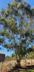 Eucalyptus albens
