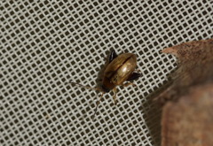 Longitarsus nigrofasciatus