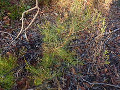 Allocasuarina striata