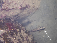 Cryptocentrus maudae