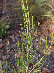 Allocasuarina striata
