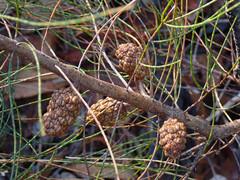 Allocasuarina striata