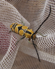 Tragocephala frenata