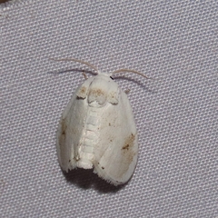 Wurthiini
