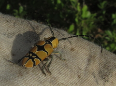 Tragocephala frenata