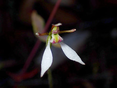 Eriochilus collinus collinus