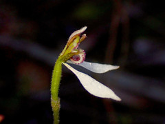 Eriochilus collinus collinus