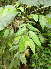 Glochidion acuminatum
