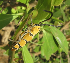 Tragocephala frenata