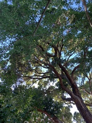 Corymbia ficifolia
