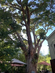 Corymbia ficifolia