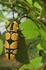 Tragocephala frenata