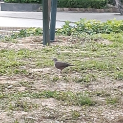 Streptopelia chinensis