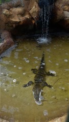Crocodylia