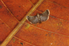 Hypsopygia amoenalis