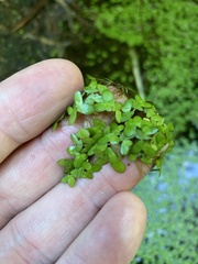 Lemna