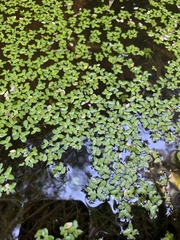 Lemna