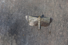 Hypsopygia amoenalis