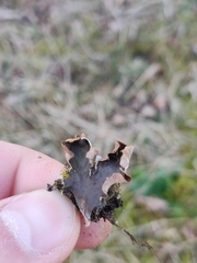 Peltigera hymenina
