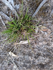 Eragrostis lacunaria