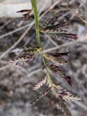 Eragrostis lacunaria