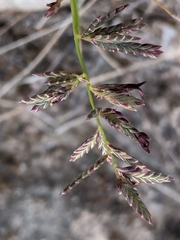 Eragrostis lacunaria