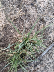 Eragrostis lacunaria