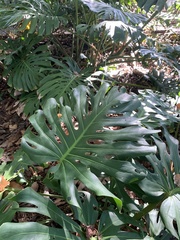 Monstera deliciosa