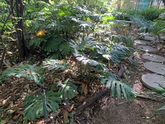 Monstera deliciosa