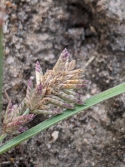 Eragrostis lacunaria