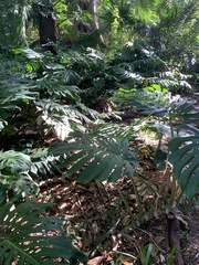 Monstera deliciosa