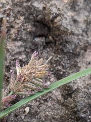 Eragrostis lacunaria