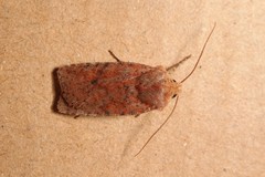 Conistra staudingeri